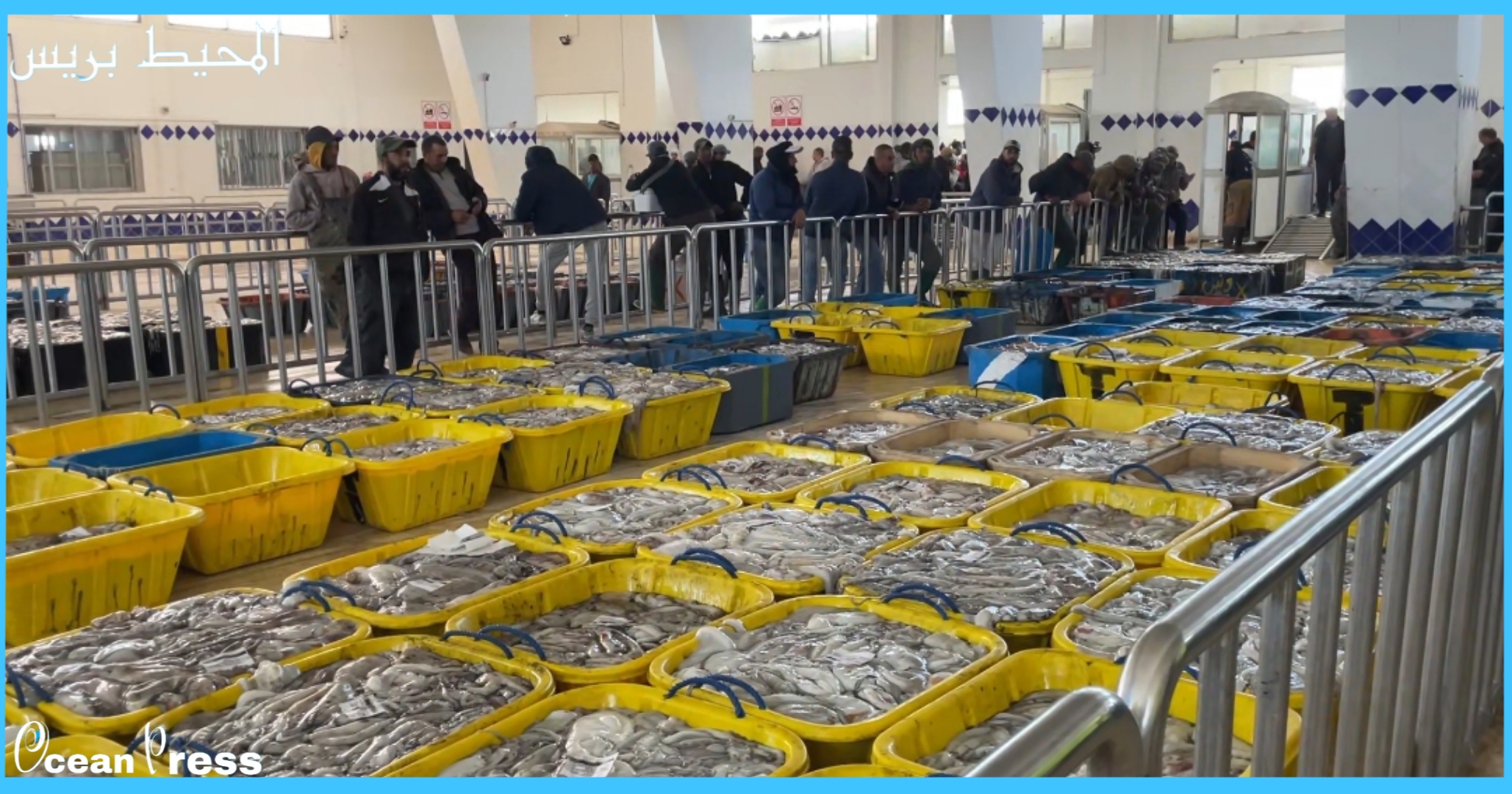 تمديد فترة توقيف نشاط صيد الأخطبوط على طول الساحل الوطني إلى غاية 30 يونيو 2026